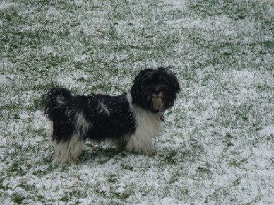 Bacco Balu